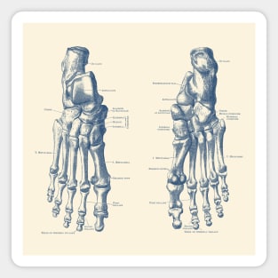 Foot and Ankle Skeletal Diagram - Anatomy Poster Magnet